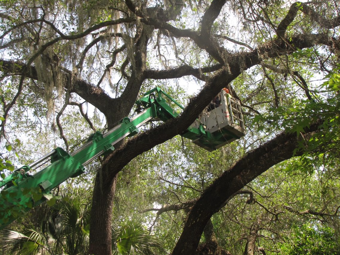 Aerial lift in a live oak canopy for pruning